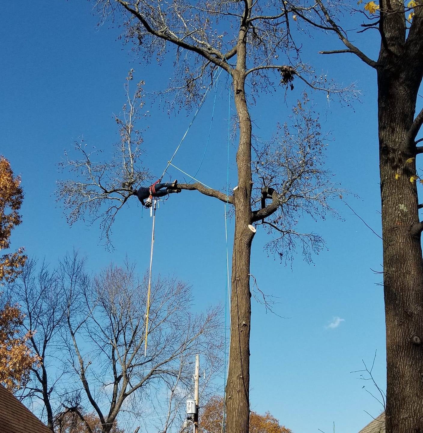 Arborist horizontal in tree with ropes holding him on