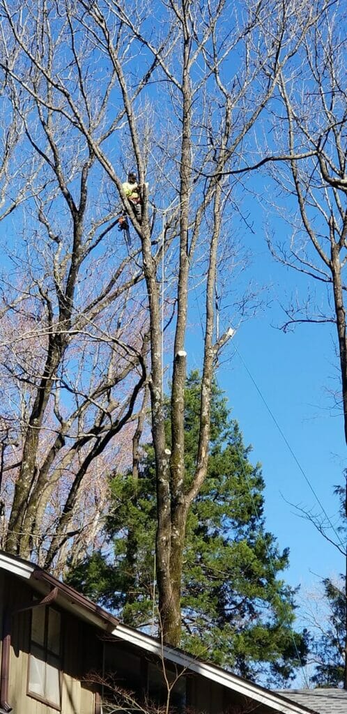 man high up in tree cutting limbs